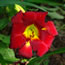 Hemerocallis Hemlock